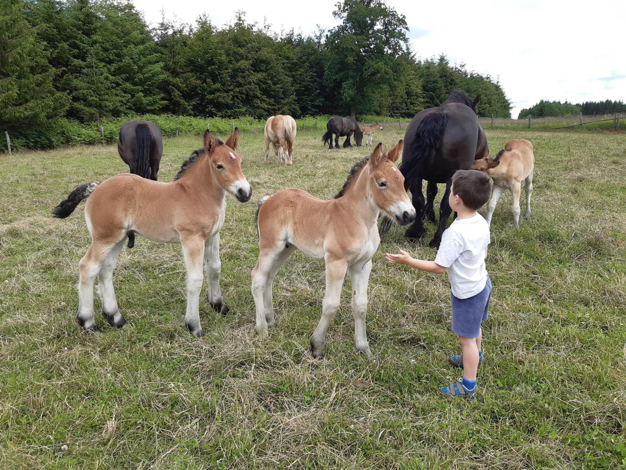 Gite Le Cheval Ardennais Gouvy Екстер'єр фото